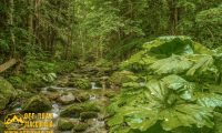 Mariovo - Wild Nature